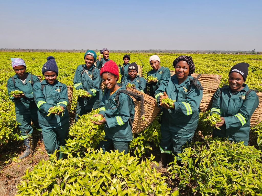 Tea pickers at Kawambwa Tea Industries holding freshly plucked green leaf among the estate’s tea bushes