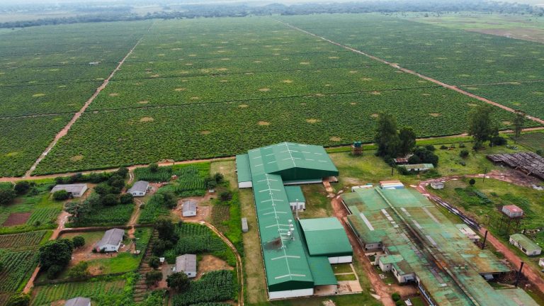 Aerial view of the Kawambwa Tea Industries estate showing the new processing plant beside the older factory buildings and the tea fields